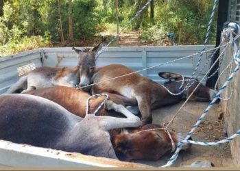 Köpeklerden sonra eşeklerin toplanmasına hayvanseverlerden SERT TEPKİ