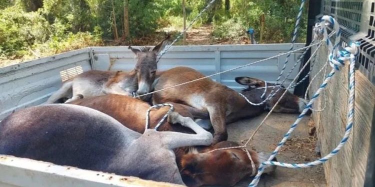 Köpeklerden sonra eşeklerin toplanmasına hayvanseverlerden SERT TEPKİ