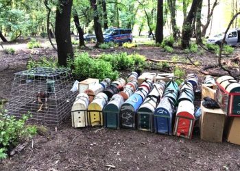 Ormanda horoz dövüştürenlere baskın, 20 horoz 15 dövüşçü gözaltında