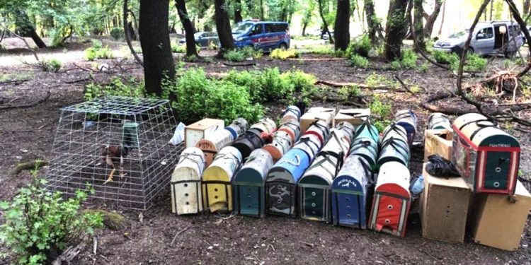 Ormanda horoz dövüştürenlere baskın, 20 horoz 15 dövüşçü gözaltında