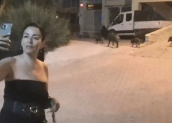 Yeni Trend: Domuzlarla Fotoğraf Çekilmek