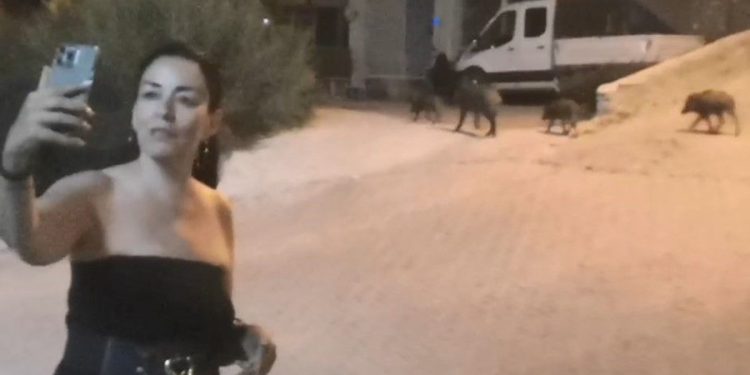 Yeni Trend: Domuzlarla Fotoğraf Çekilmek