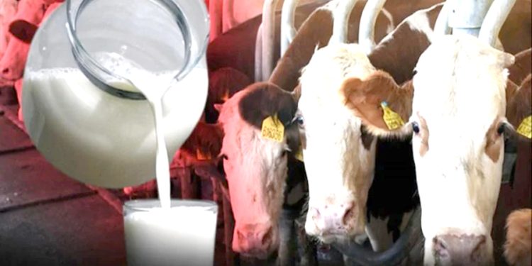 Dev şirketler üreticiden sütü toplayıp parasını ödememiş