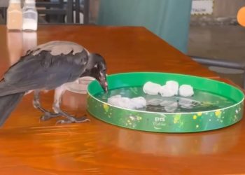 Kafe ve restoranlara giderek su içti, karnını doyurdu