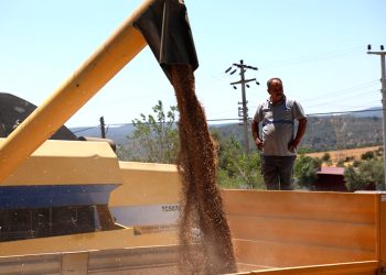 Belediyeden Üç Buçuk Ton Buğday Hasadı