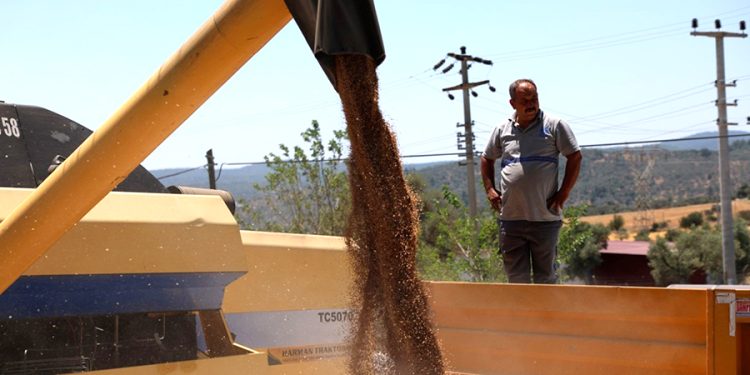 Belediyeden Üç Buçuk Ton Buğday Hasadı