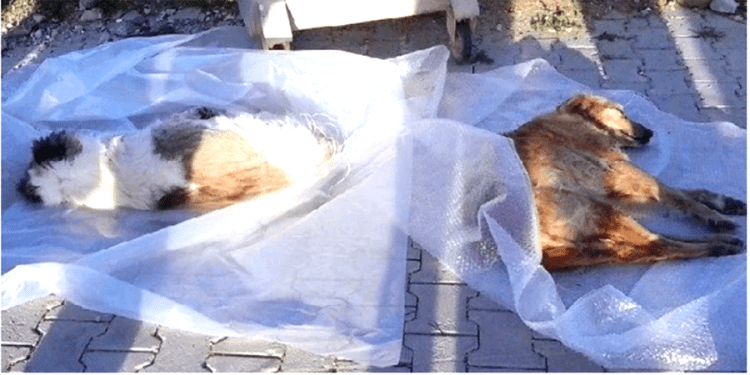 Bodrum’da kedi ve köpekleri zehirleyen kişiye 2 yıl 6 ay hapis cezası verildi