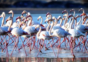 Flamingo cenneti sakin şehir olacak
