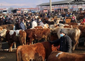 81 ildeki hayvan pazarları kapatıldı! Şap alarmı!
