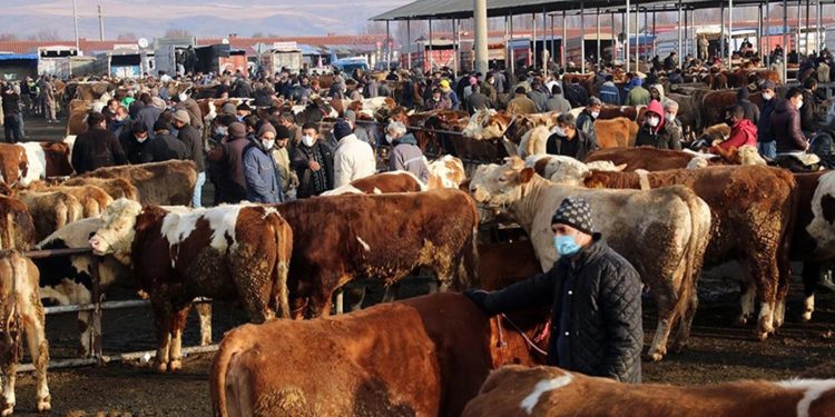 81 ildeki hayvan pazarları kapatıldı! Şap alarmı!