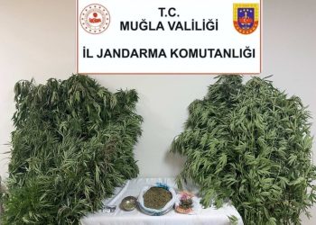 Muğla Karabağlar Yaylası’nda uyuşturucu operasyonu: 1 gözaltı