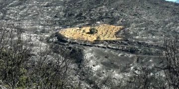 Yangın felaketinde ‘mucize’ görüntü: Bir tek o sapasağlam kaldı