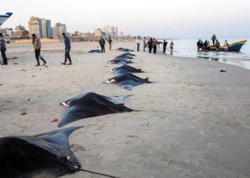 Akdeniz’de şeytan vatozları karaya vurdu, büyük korku yaşandı