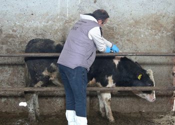 Akdeniz’de şeytan vatozları karaya vurdu, büyük korku yaşandı