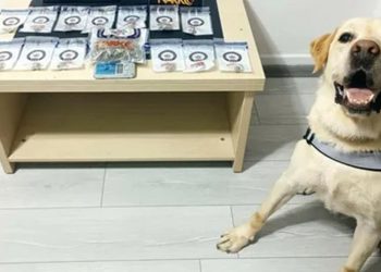 Muğla’da Zehir Tacirlerine geçit yok: 17 operasyonda 5 tutuklama