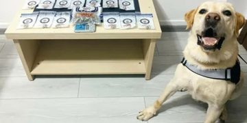 Muğla’da Zehir Tacirlerine geçit yok: 17 operasyonda 5 tutuklama