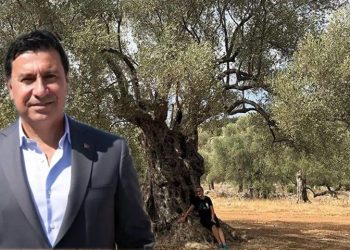 Ahmet Aras’tan Zeytin Yasasına Ayetli Tepki: “Mübarek ağaca kıymak Müslümanlığa sığmaz”