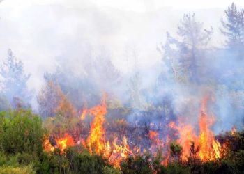 Milas’ta yangınlar başladı