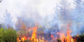 Milas’ta yangınlar başladı