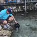 Akyaka Azmağı’na 35 Bin Levrek Bırakıldı
