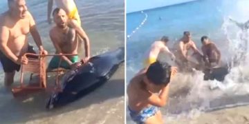 3 kişi 200 bin liralık balığı ellerinden böyle kaçırdı