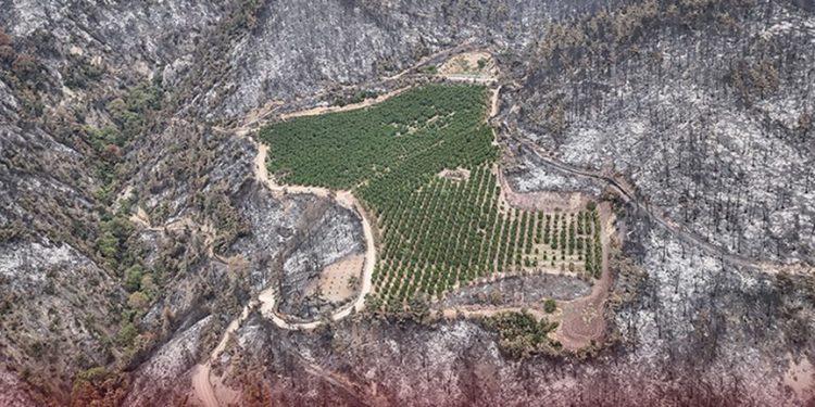 Yangında mucize görüntü: Bir tek orası yanmadı