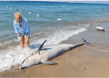 Bodrum’da nesli tükenmekte olan şişeburun Yunus karaya vurdu
