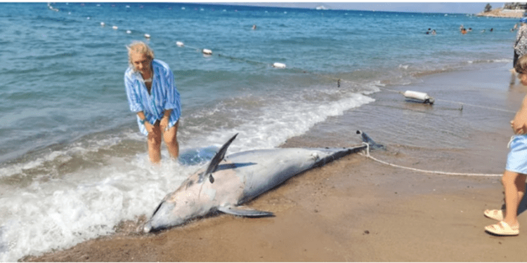 Bodrum’da nesli tükenmekte olan şişeburun Yunus karaya vurdu