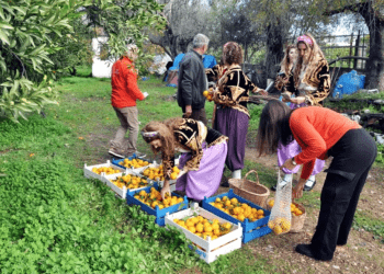 NARENCİYEDE KARA YIL, REKOLTE YÜZDE 34 DÜŞTÜ