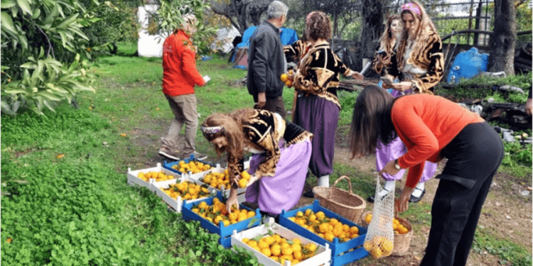 NARENCİYEDE KARA YIL, REKOLTE YÜZDE 34 DÜŞTÜ