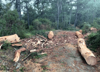 Ormanlarda maden arama hükümleri değiştirildi