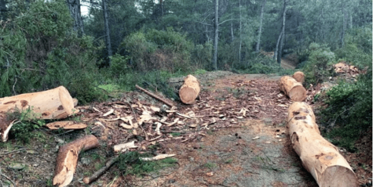 Ormanlarda maden arama hükümleri değiştirildi