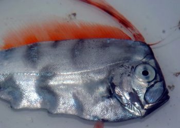 Ege Denizi yabancı türlerin istilası halinde, 280 yabancı tür tespit edildi