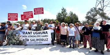 İKİZKÖY AKBELEN’DE ASIL ZEYTİN NÖBETİ ŞİMDİ BAŞLADI