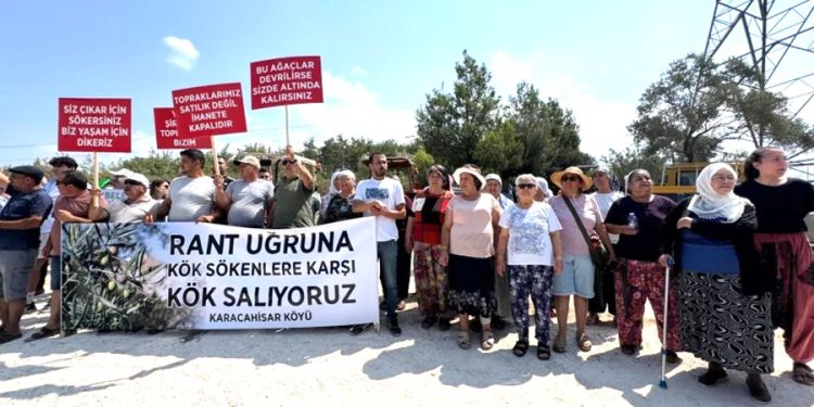 İKİZKÖY AKBELEN’DE ASIL ZEYTİN NÖBETİ ŞİMDİ BAŞLADI