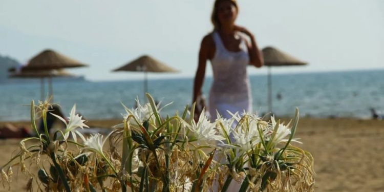 Kum zambaklarını koparmak 387 bin TL, ezmek ise bedava