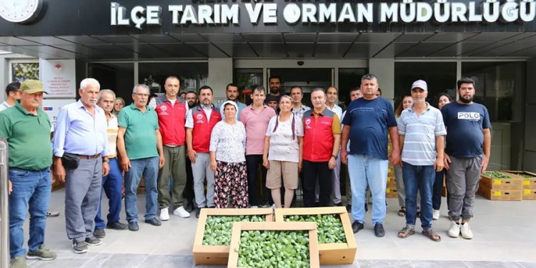 Muğla’da Kışlık Sebze Üretimi Güçleniyor: 162 Bin Fide Üreticiyle Buluştu