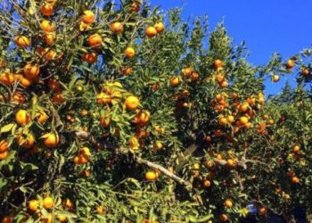 BODTO’dan işletmelere çağrı geldi: “Menülerinizde Bodrum Mandalini Yer Alsın”