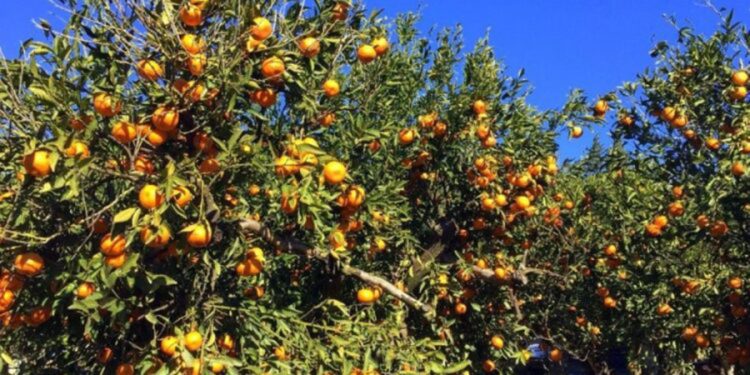 BODTO’dan işletmelere çağrı geldi: “Menülerinizde Bodrum Mandalini Yer Alsın”