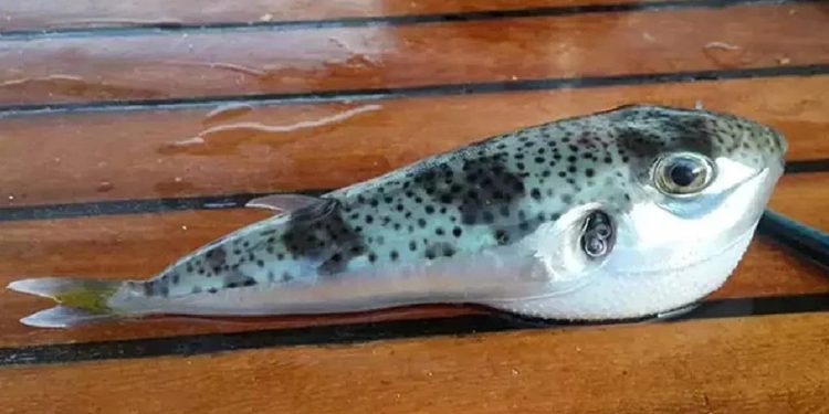 Bedavadan toplanıyor devlet adet başına 35 lira veriyor