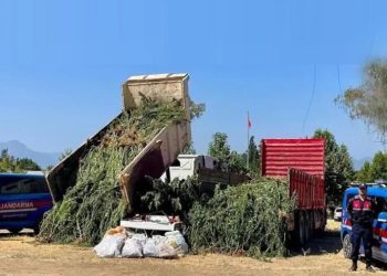 Mısır Tarlası Zehir Tarlası Çıktı! İki Kamyon Kenevir Ele Geçirildi
