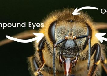 Arıların Kaç Gözü Vardır? (Dış Görünüşlerine Aldanıp 2 Diyenler Şimdiden Elendi!)