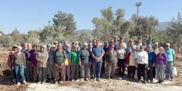 Bölge halkı taşınan zeytinleri yerinde gördü