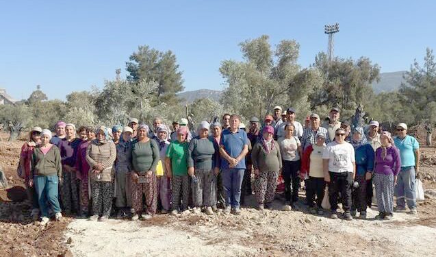 Bölge halkı taşınan zeytinleri yerinde gördü