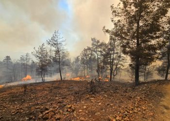 Büyükşehir İtfaiyesi Milas ve Köyceğiz’de Alevlerle Mücadelede