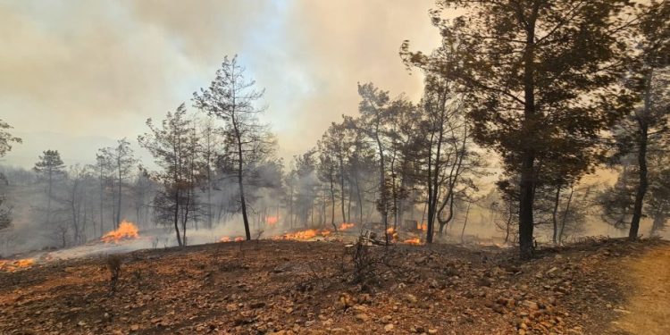 Büyükşehir İtfaiyesi Milas ve Köyceğiz’de Alevlerle Mücadelede