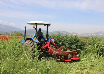 Büyükşehir’den Üreticilere Ücretsiz Yem Bitkisi Tohumu Desteği
