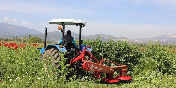 Büyükşehir’den Üreticilere Ücretsiz Yem Bitkisi Tohumu Desteği