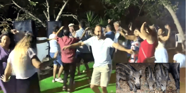 Bodrum’daki düğünün sürpriz konukları DOMUZLAR OLDU