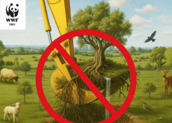 WWF-Türkiye’den Anayasa Mahkemesi’ne İkizköy Akbelen Çağrısı:“Doğa Taşınamaz, Ekosistem Yerinden Edilemez”